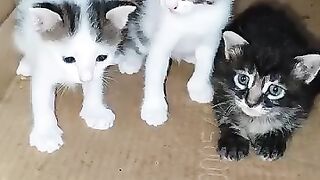 Kittens Love 2