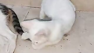 Kitten playing with its mother.