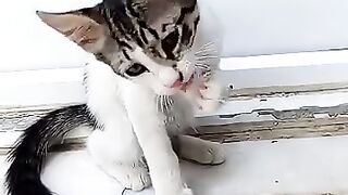 kitten cleaning its paws