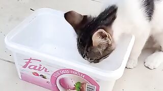 white kitten gets love