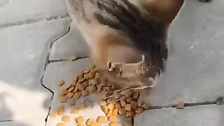 hungry cat 3
