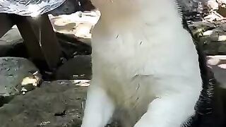 Сat drinking water from a plastic bottle.