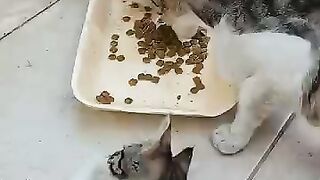 Mother Cat & kittens