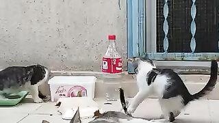 Kitten playing with his mother