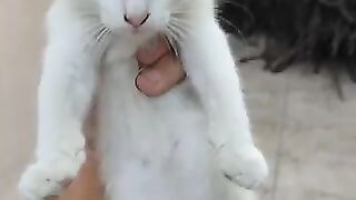 white kitten with two different colored eyes