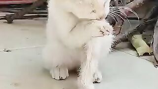 The kitten whose paws got dirty while eating cleane