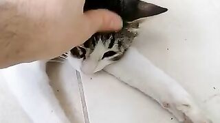 Аn exhausted mother cat