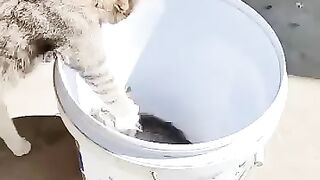 Mother cat trying to save her kittens