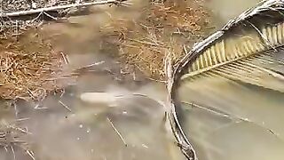 Looking for a fish or eel... Thanks for watching..!! 36