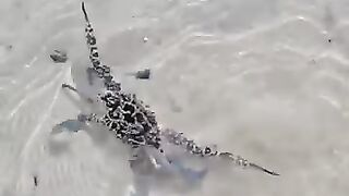 Looking for a fish or eel.. Thanks for watching..!! 80