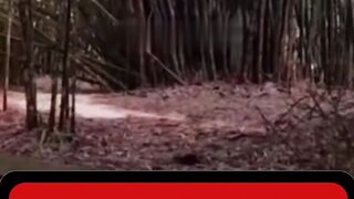 Suatu siang, seorang pria berniat pergi ke hutan kecil dekat kampungnya. Tujuannya sederhana.