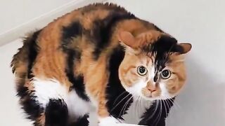 cat meowing to atract other cat