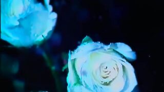 Nunca Niegues Que Te Amo Los Inquietos del Vallenato