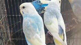 Three parrots residence