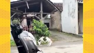 ✨minal minul onyeng ✨