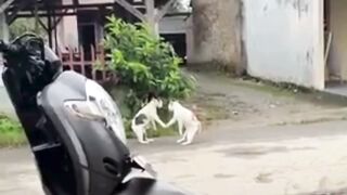 VIRALL TERPANTAU KUCING PUN SALING BERMAAF"AN ????????