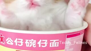 kucing dengan segala kelucuannya