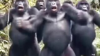 поки не побачив мавпу, яка рухається краще за мене