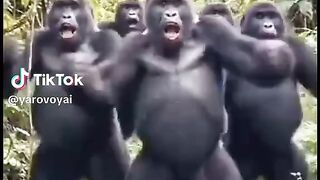 Я думав, що танцюю дивно… поки не побачив мавпу, яка рухається краще за мене