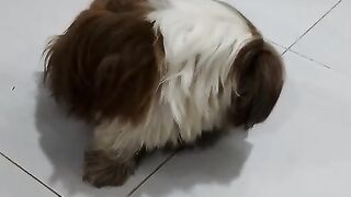 "Adorable panting Shih Tzu puppy sitting calmly on a tiled floor indoor setting, looking around, tongue out."