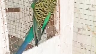 Parrot climbing 2