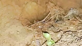 Looking for a fish or eel.. Thanks for watching..!! 84