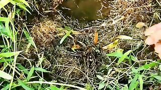 Looking for a fish or eel ... Thanks for watching..!! 4