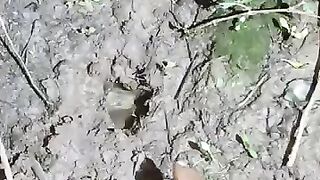 Looking for a fish or eel.. Thanks for watching..!! 87