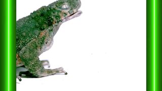 Mengapa Katak Menutup Mata Saat Makan?! ???????? #informatif #faktaunik ????