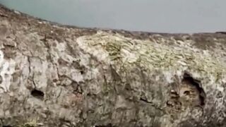 yang dari awal bisa liat, coba komen haha