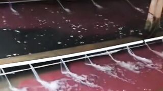 PERINGATAN❗Lakukan ini sebelum CASUT diberikan ke LARVA LELE