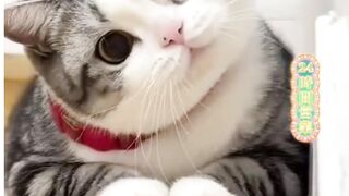 gelitikin kucing lucu banget