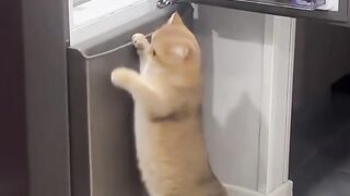 This cute cat smells the delicious aroma from the refrigerator #reels #fyp #funny #cat #viral