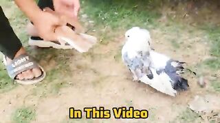 Shazil Bhai Ny 1 Lakh Ka Surprise Pet Gift Kar Diya ????.mp4