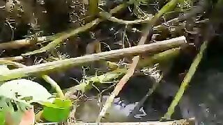 Looking for a fish or eel... Thanks for watching..!! 37