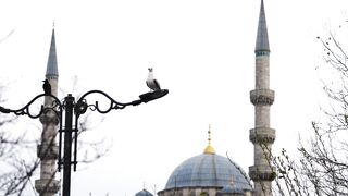 a bird sits on a lamp post next to a mosque | Professional HD Video