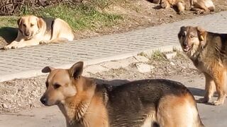 Ultimate Spring Day: playful Dogs and melodious Birdsong