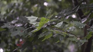 How Medieval Farmers Slept | Calm History for Deep Sleep