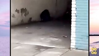 Panduan Bertahan Hidup di Situasi Gawat Darurat versi bola88