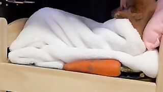 Sir Fluffington the Third ????????????