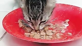 Hungry kitten