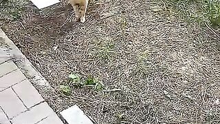 Black cat & orange cat