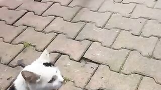 Street cats 2