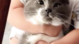 Funny pets Viral Cat video