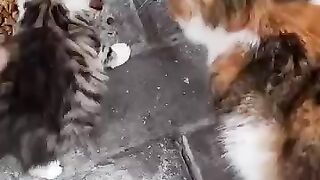 mother cat and kittens