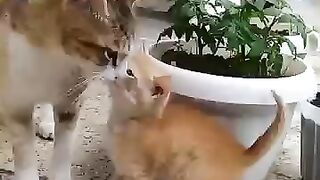 mother cat & Baby cat