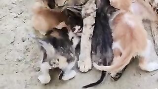 mother cat and kittens 2
