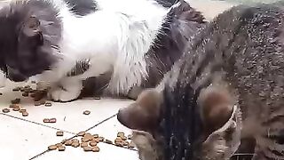 hungry street cats