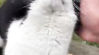 Beautiful street cats who want to be loved