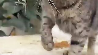 Sweet tabby street cat